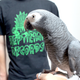 Un loro gris (no Waldo) con una camiseta de Reptilian Records. Foto: Novelty House